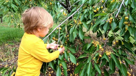 niño pequeño recogiendo ciruela cereza amarilla en una tierra de cultivo en traverse city, michigan - festival de la cereza - plano medio