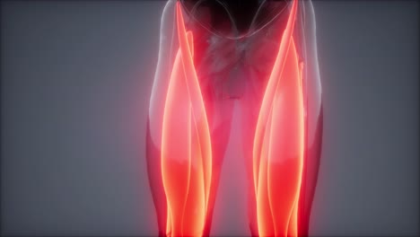 thigh muscles - visible muscle anatomy map