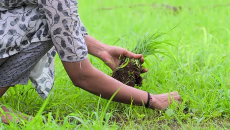 Dame-Sammelt-Weizengras-Landwirtschaft-Ansicht