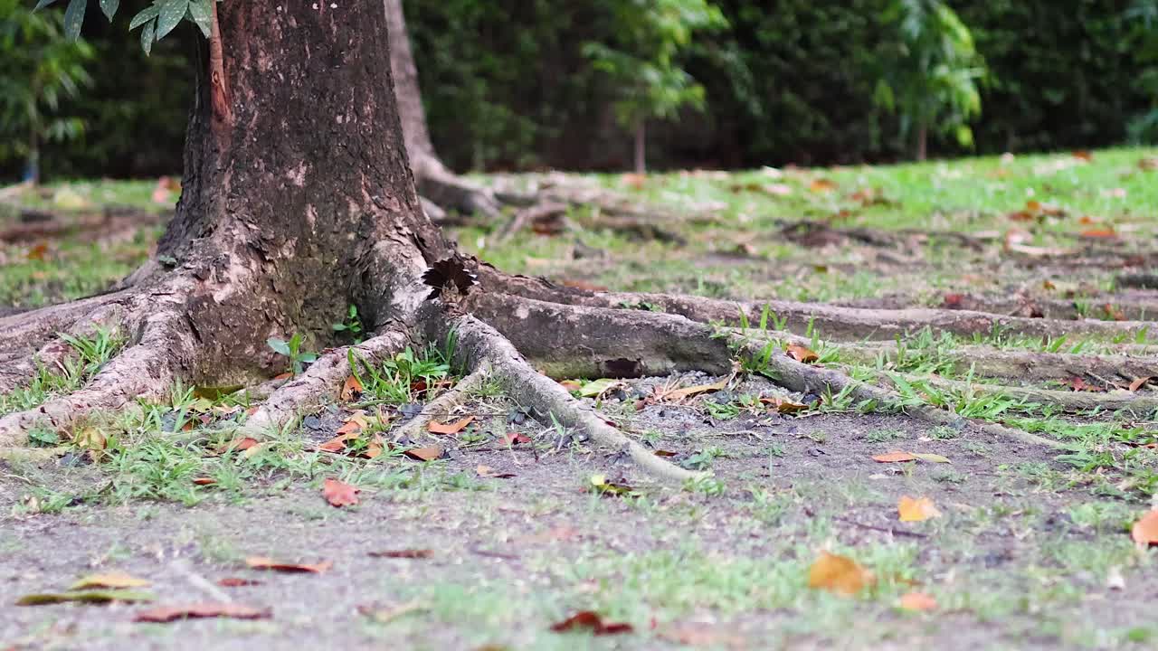 나무 뿌리 근처 의 땅 을 탐사 하는 새