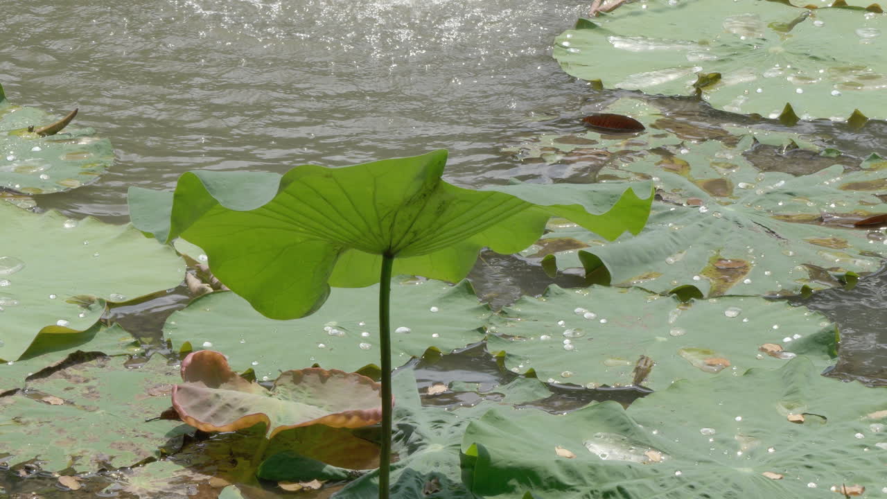 A vibrant green lotus leaf resting calmly on the water in a natural pond. The gentle breeze creates delicate ripples, highlighting the harmony between the leaf and the surrounding environment.