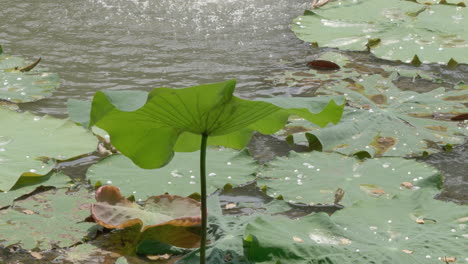 a vibrant green lotus leaf resting calmly on the water in a natural pond. the gentle breeze creates delicate ripples, highlighting the harmony between the leaf and the surrounding environment.