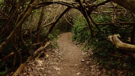 Ein-Dunkler-Waldweg-Mit-Vegetationstunnel