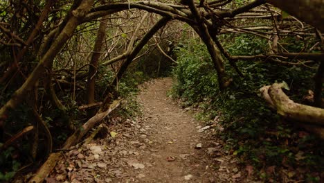 un camino forestal oscuro con túnel de vegetación