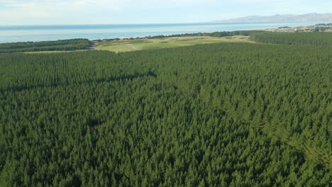 Kiefernblöcke-Erstrecken-Sich-Bis-Zum-Waimairi-Beach-In-Christchurch,-Neuseeland,-Morgen,-60 fps