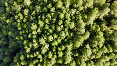 Aerial-top-down-shot-of-dense-pine-tree-forest-lighting-by-sunshine