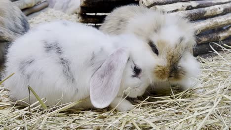 cute fluffy rabbits in the aviary. close up of decorative and farm rabbit are eating hay. breeding of farm animals and care in zoos