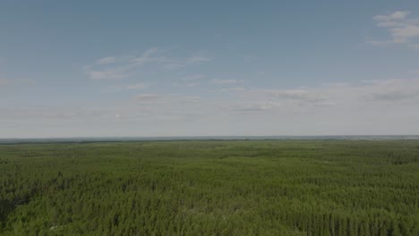 Bosques-Interminables-En-Verano-En-Finlandia