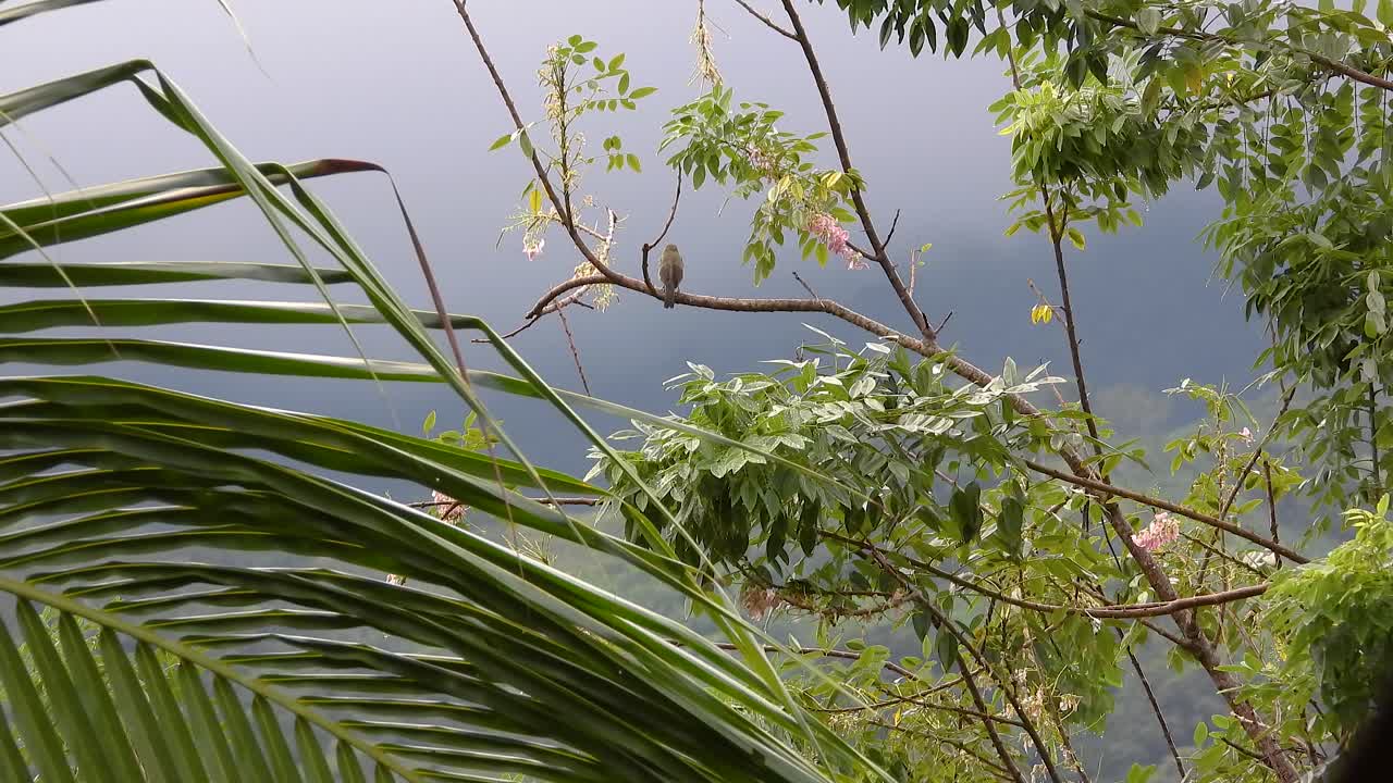 A small brown bird perches atop a tree enveloped in lush greenery, set against a backdrop of a dark and gloomy cloudy sky.