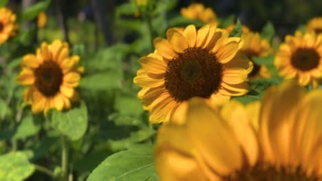 close-up sunflower's head in the garden under warm sunlight with space, blurred front and background.