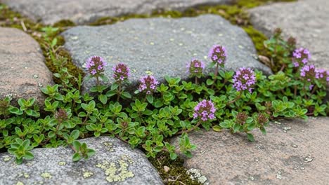 vibrant green thyme blooms thriving between stone pavers, showcasing nature's resilience and beauty in urban settings, enhancing outdoor landscapes and gardens