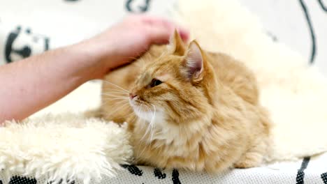 cute ginger cat lying in bed. men strokes fluffy pet, it purrs