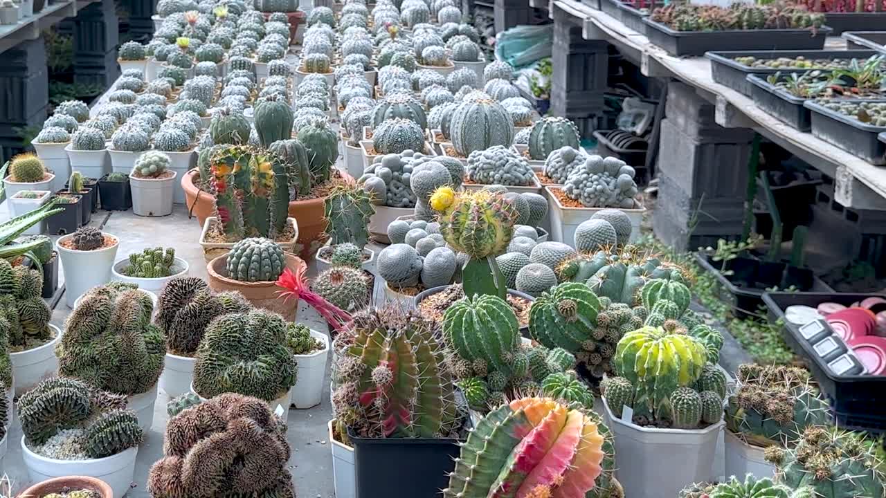 A diverse collection of colorful cacti arranged in neat rows within a greenhouse environment.