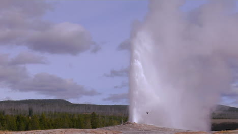 old faithful erupts at yellowstone national park