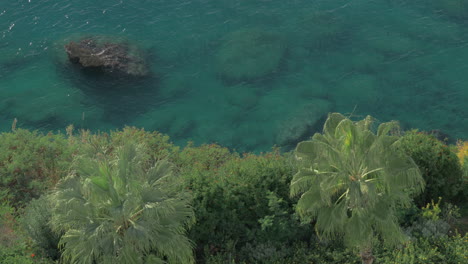 Mar-Y-Piedras,-Palmeras-Verdes-Bajo-El-Agua-En-La-Costa-Disparadas-Con-Polarizador.