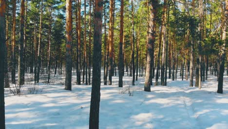 gray thin coniferous tree trunks in sunlit winter forest