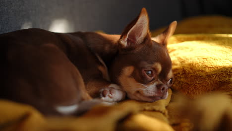 small brown chihuahua relaxing on a yellow blanket