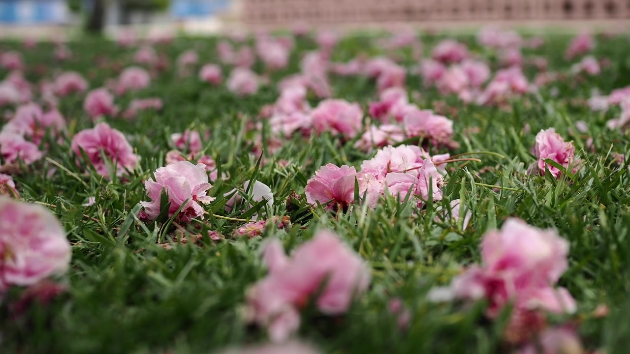 Sarte lyserøde blomster ligger på frodigt grønt græs.