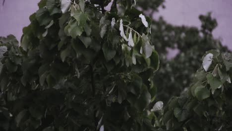 Starker-Regen-über-Hohen-Grünen-Bäumen