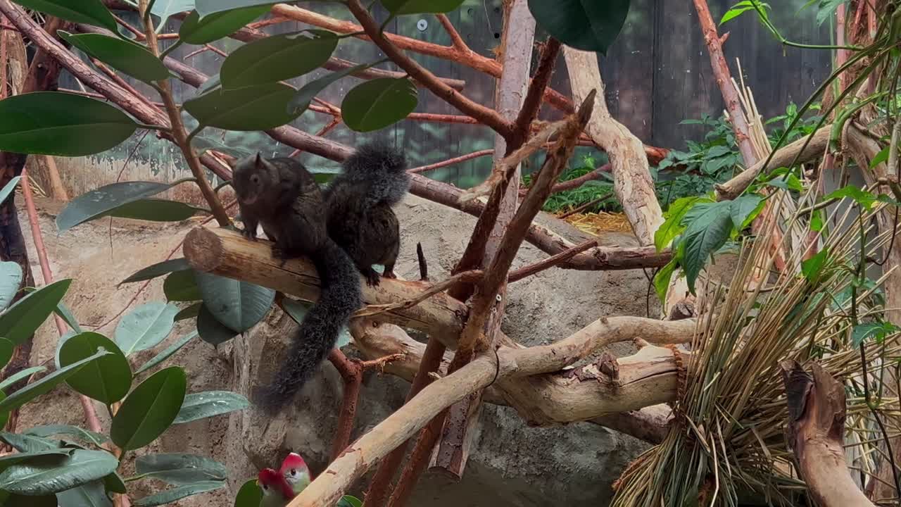 una ardilla con una cola espesa se sienta en un árbol