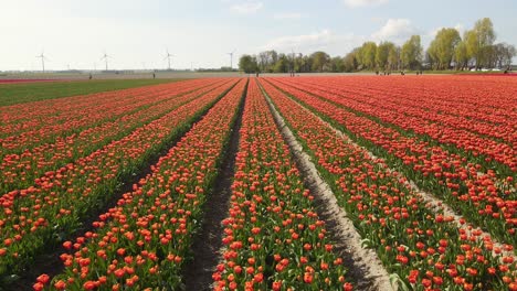 dron volando lateralmente sobre un campo de tulipanes naranjas con turbinas eólicas en el fondo