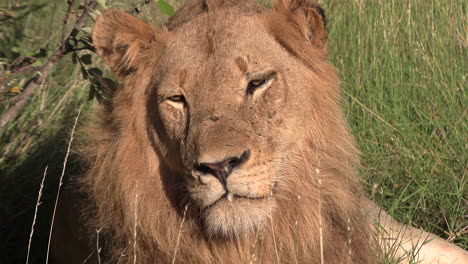 young male lion looks around with beautiful mane, sitting in tall grass blowing in wind