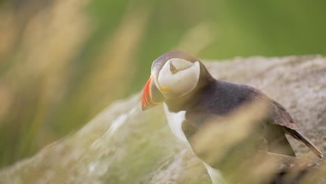 nahaufnahme eines atlantischen papageientauchers mit wehendem gras im vordergrund, zeitlupe