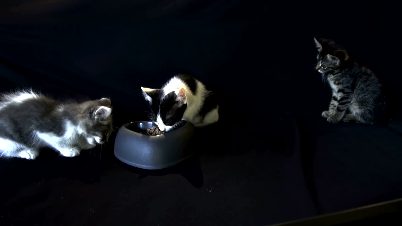 새끼 고양이가 먹는다