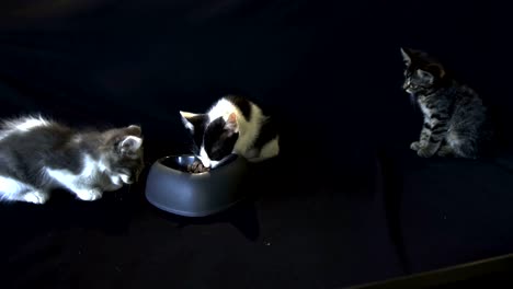kittens eating