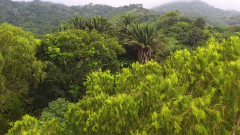 las cimas verdes de los árboles se balancean suavemente en la brisa de santa marta, colombia, con un fondo de denso bosque