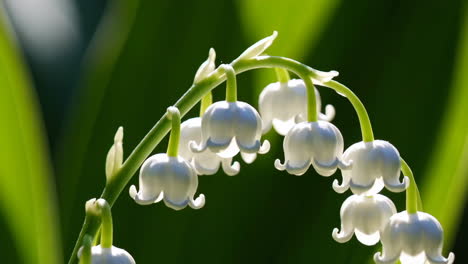 close-up of lily of the valley flowers