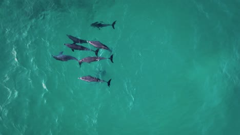 pod of dolphins in the scenic seascape of socotra, yemen - aerial top down