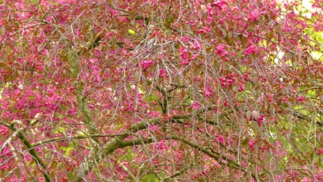 pink blossoms and bird on a tree branch