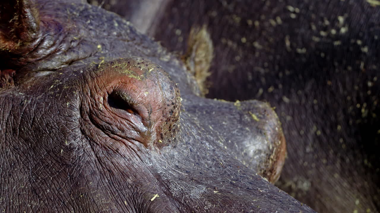 Close-up of a Hippopotamus Eye