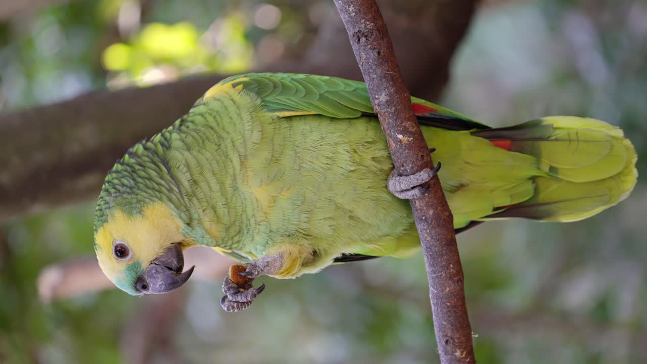bonito loro amazona aestiva comiendo en la naturaleza y posado en la rama de un árbol, primer plano