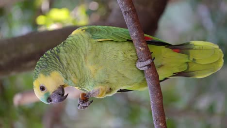 pretty amazona aestiva parrot eating in nature and perched on branch of tree, close up shot