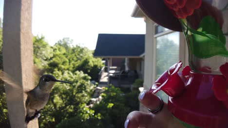 In-a-backyard-in-the-suburbs,-A-tiny-humming-bird-with-green-feathers-hovers-around-a-bird-feeder-in-slow-motion-and-notices-a-human-finger-next-to-the-dispenser-and-flies-away