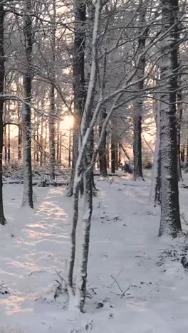 snowy forest sunrise/sunset