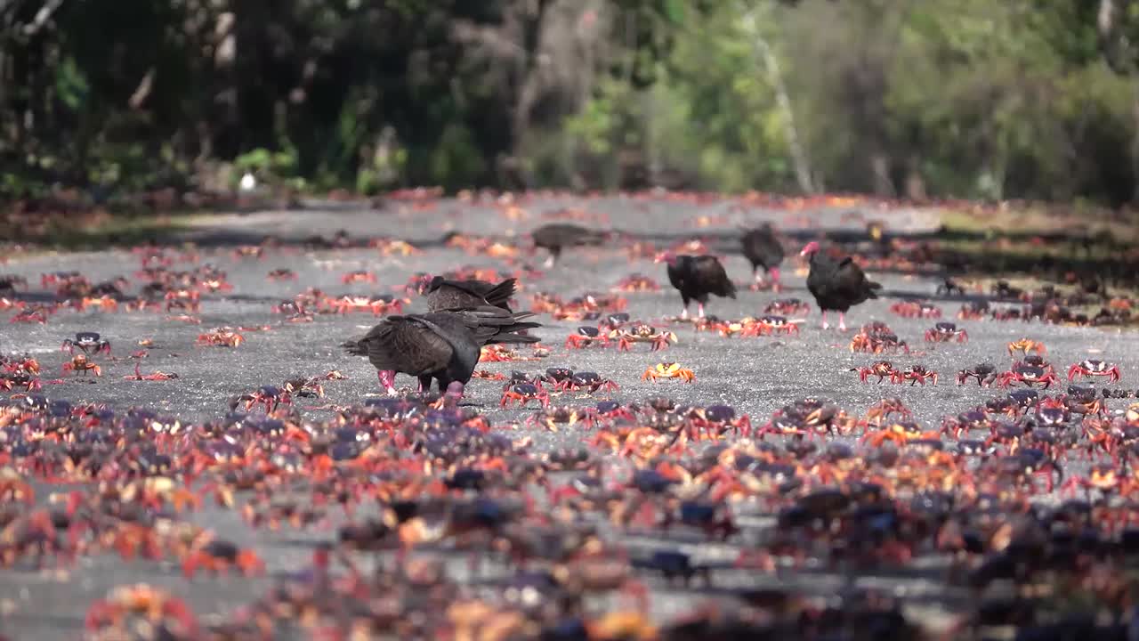 buitres de pavo atacan y comen cangrejos de tierra caminando en una playa caribeña 1