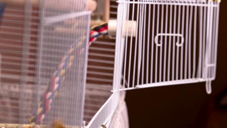 slow motion side view of the cage as the cutest blue budgie enters it flying flawlessly