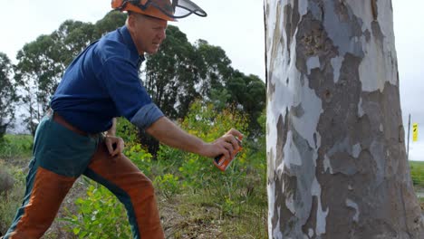 Lumberjack applying spray on tree trunk 4k