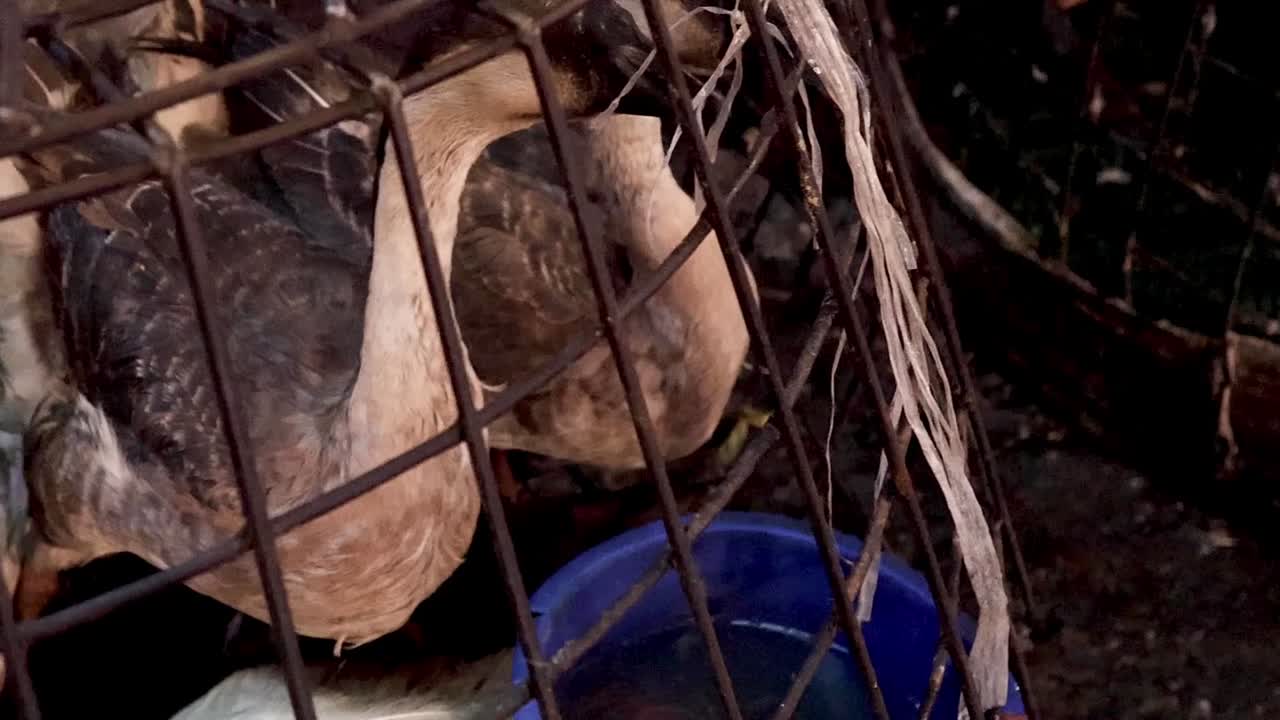 gansos confinados en una jaula, entorno de mercado