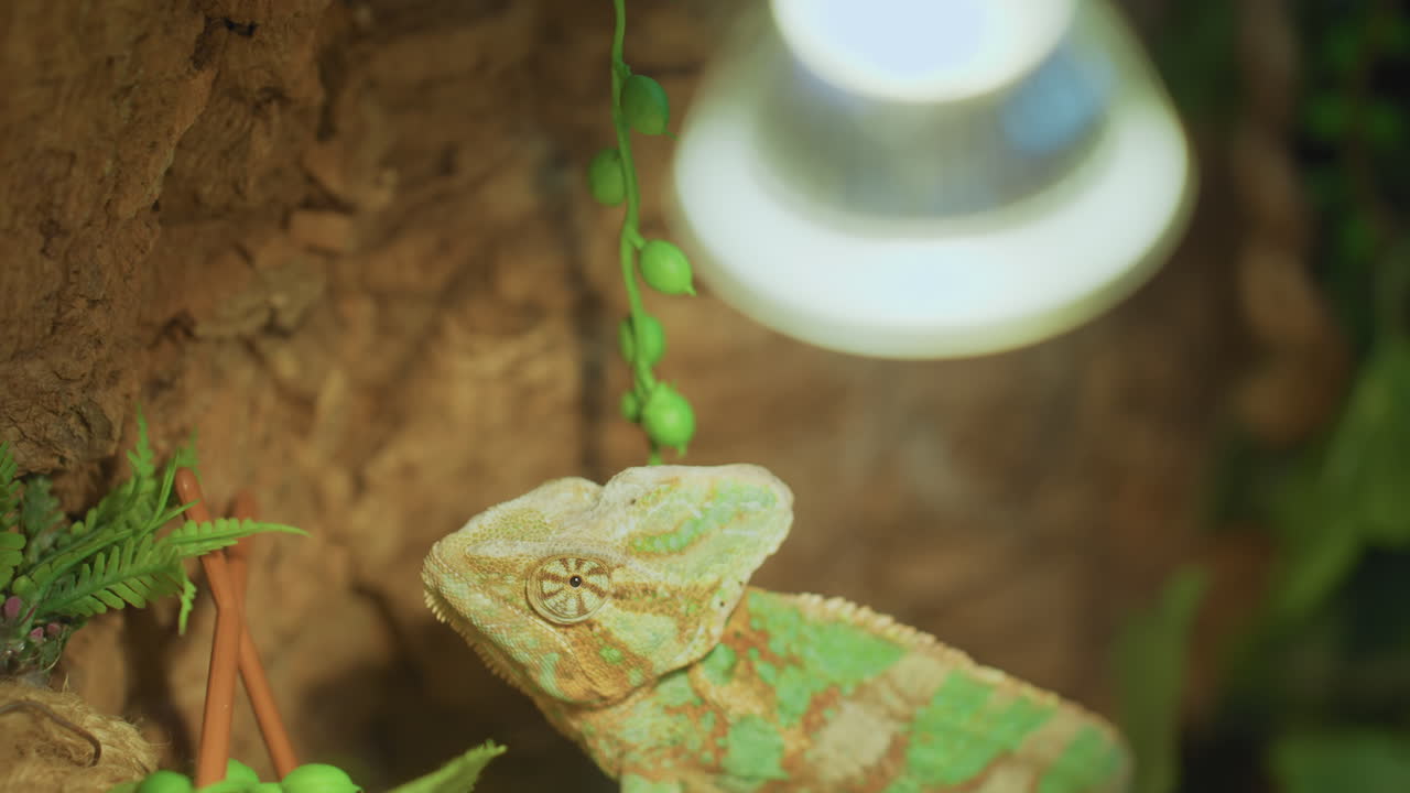 Close up of colorful chameleon gazing upward beneath hanging bulb emitting soft glow, surrounded by textured bark, green foliage, and blurred background details enhancing natural atmosphere