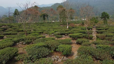 Drone-shot-or-motion-shot-of-tea-garden