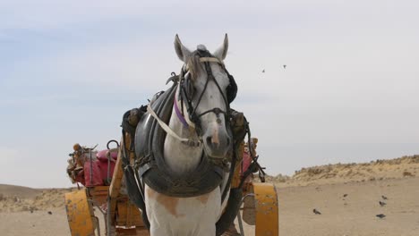 Pferd-Mit-Wagen-In-Der-Wüste