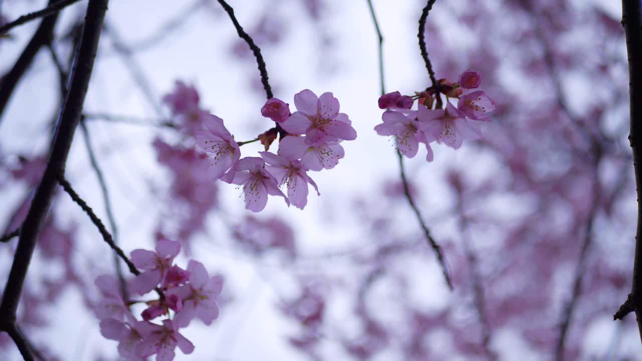 Cherry Blossom trees flowing in the wind