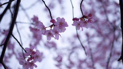 cherry blossom trees flowing in the wind
