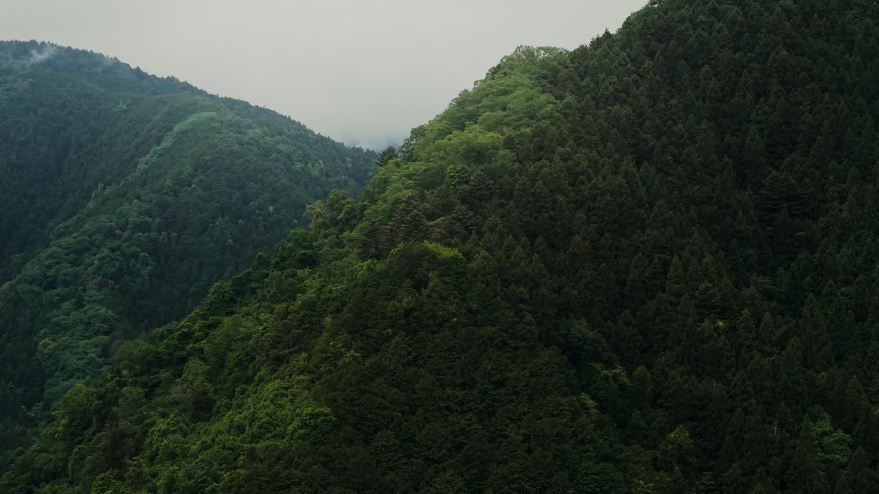 Lush Mountain Forest Landscape