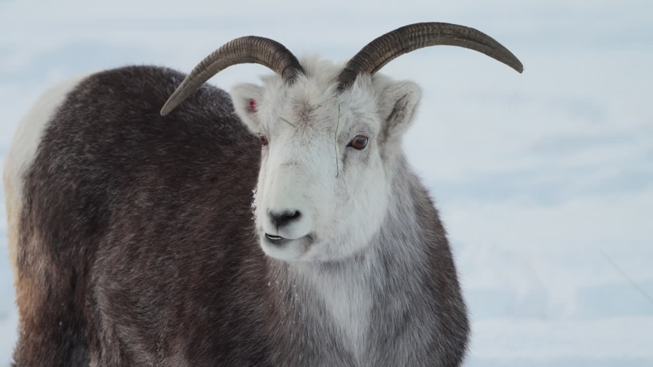 Female Dall Sheep (White Sheep) Ovis Dalli In Yukon Canada. Closeup Shot