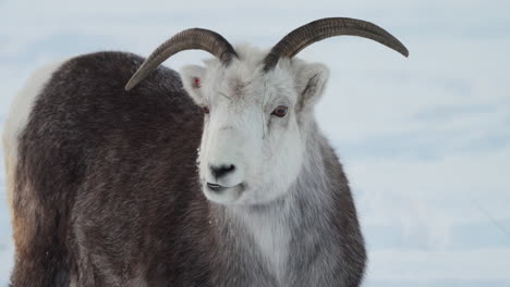 female dall sheep (white sheep) ovis dalli in yukon canada. closeup shot